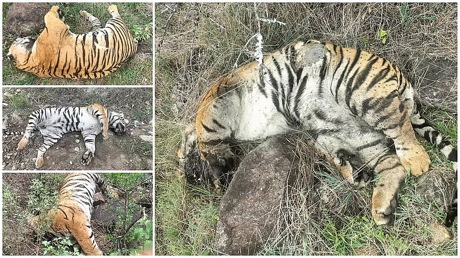 ಹುಲಿಗಳ ಸಾವು ಪ್ರಕರಣ: ಹೆಚ್ಚಿನ ತನಿಖೆಗೆ ಆರೋಪಿಗಳನ್ನು ವಶಕ್ಕೆ ಪಡೆಯುವ ಸಾಧ್ಯತೆ