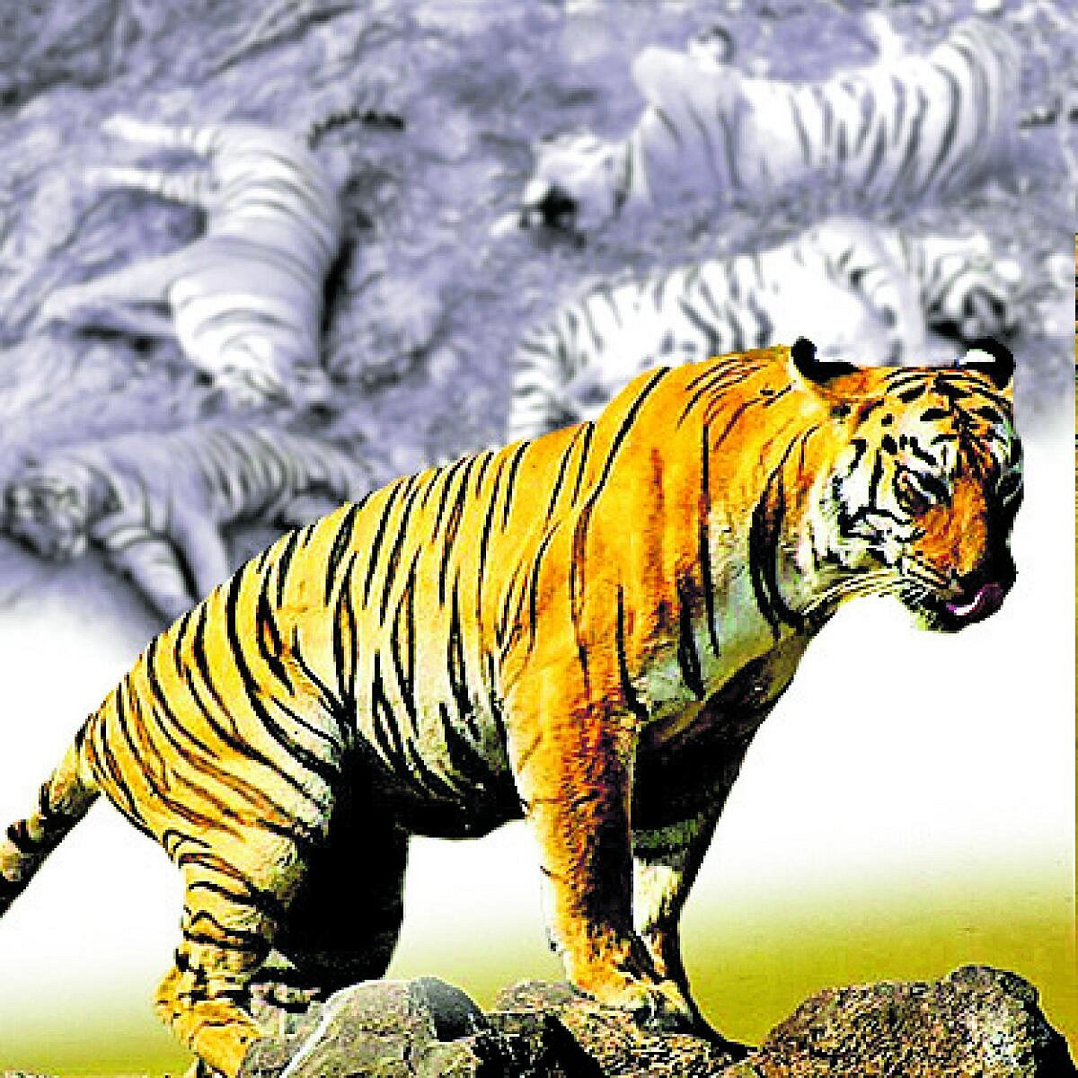 ಸಂಪಾದಕೀಯ | ಹುಲಿಗಳ ಸಾವು ಅಕ್ಷಮ್ಯ; ತಪ್ಪಿತಸ್ಥರಿಗೆ ಶಿಕ್ಷೆ ಆಗಲಿ