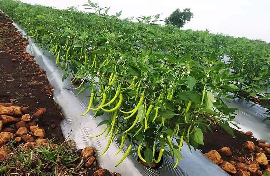 ಪದವೀಧರ ರೈತನಿಗೆ ಸಿಹಿಯಾದ ಮೆಣಸಿನಕಾಯಿ!