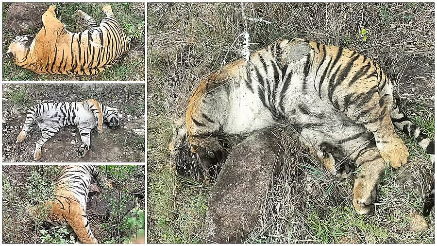 ಮಲೆ ಮಹದೇಶ್ವರ ಬೆಟ್ಟ | ಹುಲಿಗಳ ಸಾವು ಪ್ರಕರಣ: ಮೂವರು ಅಧಿಕಾರಿಗಳಿಗೆ ಕಡ್ಡಾಯ ರಜೆ