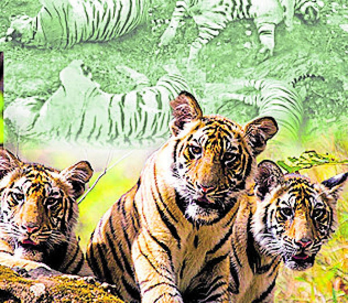 ಸಂಗತ | ಹುಲಿಗಳ ಸಂರಕ್ಷಣೆ ಎಲ್ಲರ ಹೊಣೆ