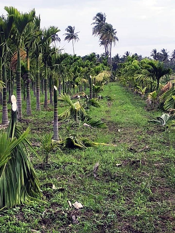 ಮಲೇಬೆನ್ನೂರು: ಕಿಡಿಗೇಡಿಗಳ ಕೃತ್ಯ; 25 ಅಡಿಕೆ ಮರ ನೆಲಕ್ಕೆ
