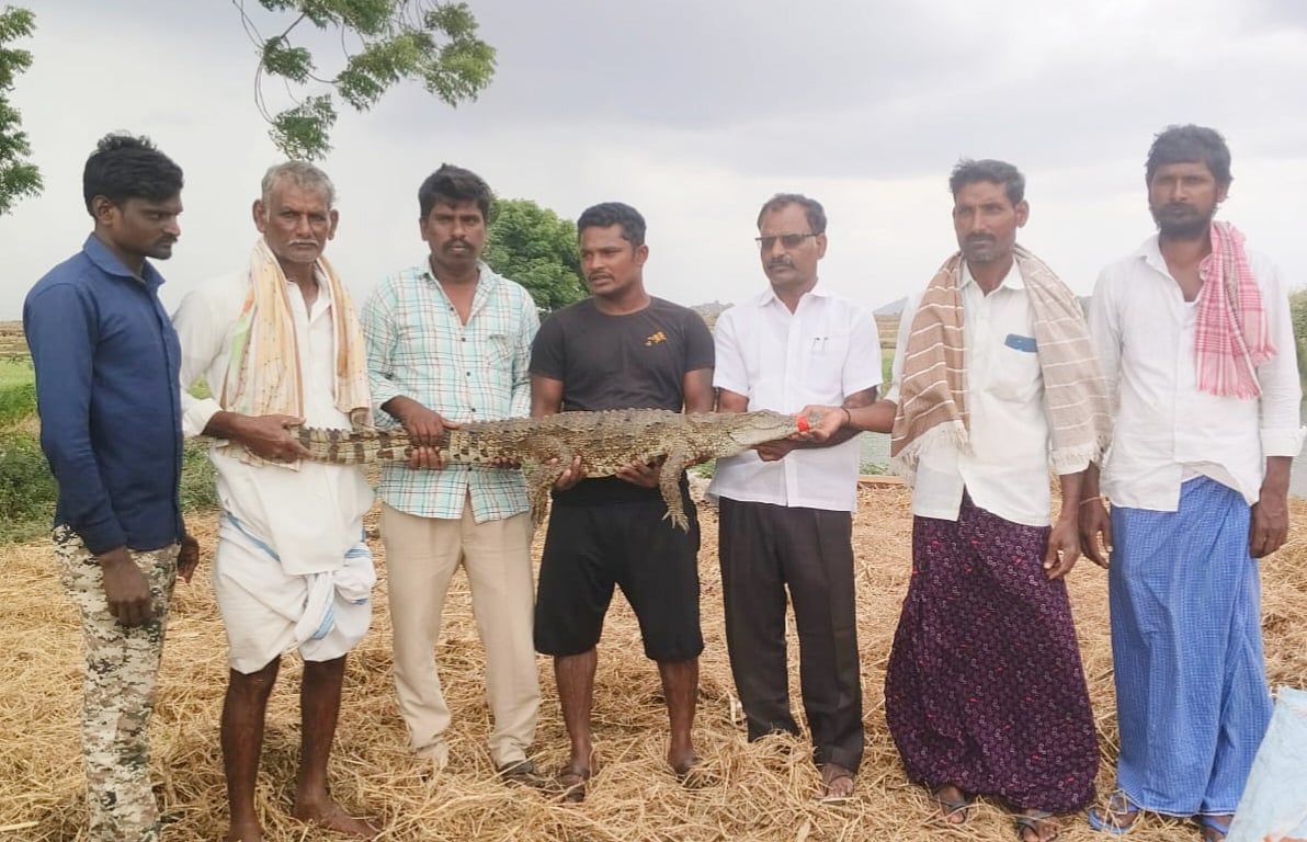 ತೆಕ್ಕಲಕೋಟೆ | ಕೃಷಿ ಹೊಂಡ: ಮೊಸಳೆ ಸೆರೆ