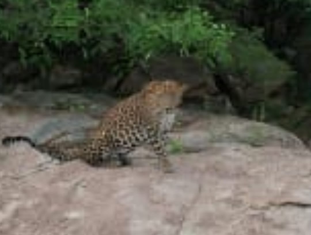 ರಾಯಚೂರು | ನಾಯಿ, ನವಿಲು ತಿಂದು ಊರು ಪ್ರವೇಶಿಸಿದ ಚಿರತೆ: ಜನರಲ್ಲಿ ಆತಂಕ