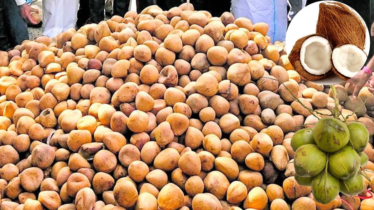 ಆಳ ಅಗಲ | ಕಾಯಿ – ಕೊಬ್ಬರಿ: ಏಕಿಷ್ಟು ದುಬಾರಿ?