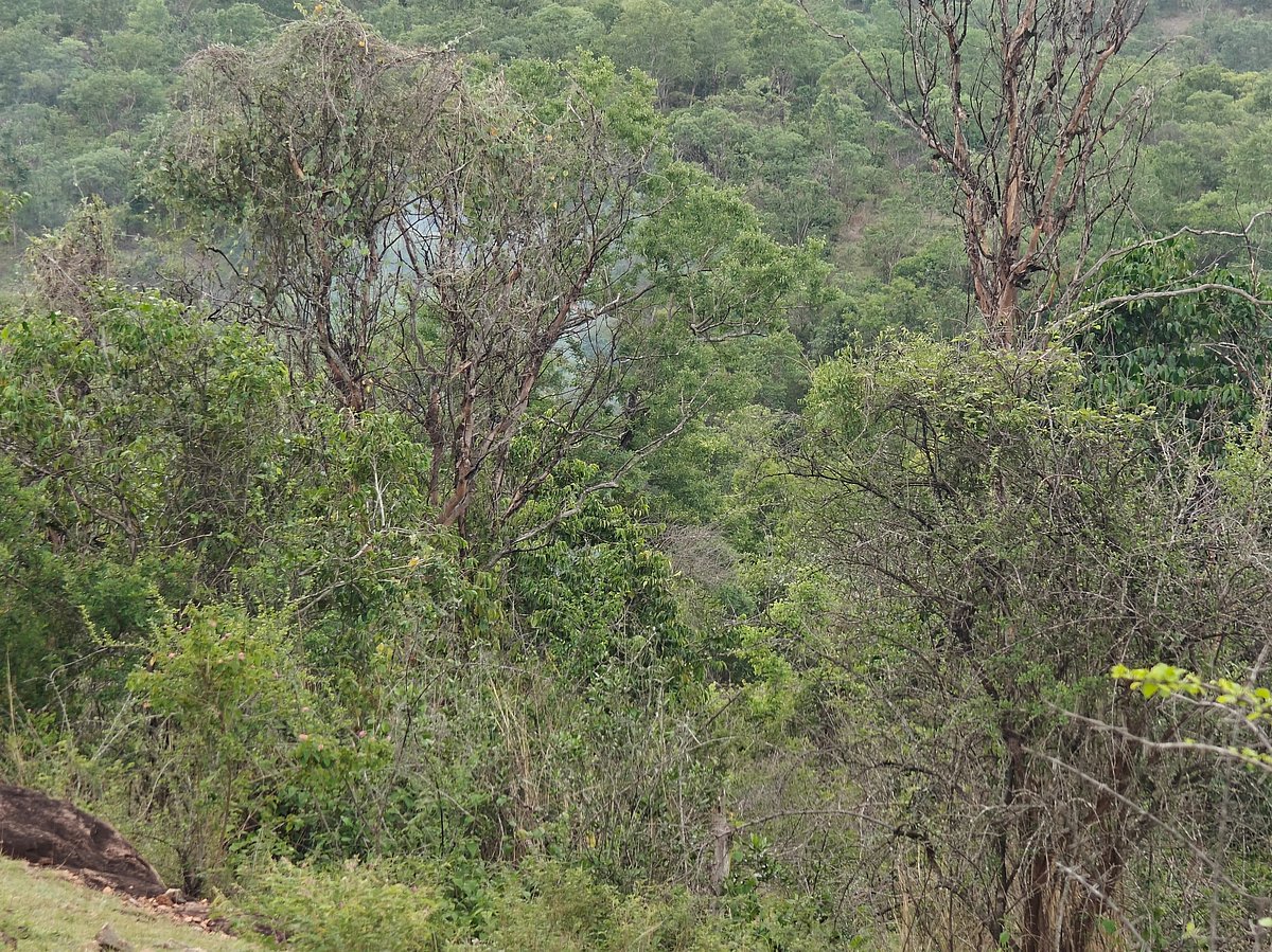 ಚಾಮರಾಜನಗರ | ಕಳ್ಳಬೇಟೆ ತಡೆ ಶಿಬಿರ: 4 ತಿಂಗಳಿಂದ ಬಾರದ ವೇತನ