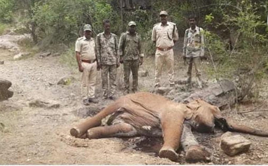 ಹನೂರು: ಮರಿಯಾನೆ ಕಳೇಬರ ಪತ್ತೆ