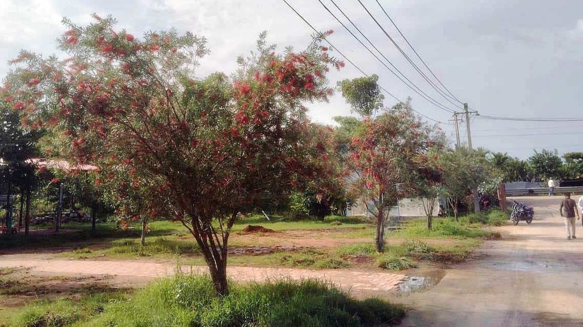 ಕೊಣನೂರು | ಹಸಿರು ಸಿರಿ ಹೊದ್ದ ಅರಸೀಕಟ್ಟೆ ಕ್ಷೇತ್ರ: ಆಹ್ಲಾದಕರ ವಾತಾವರಣ ನಿರ್ಮಾಣ