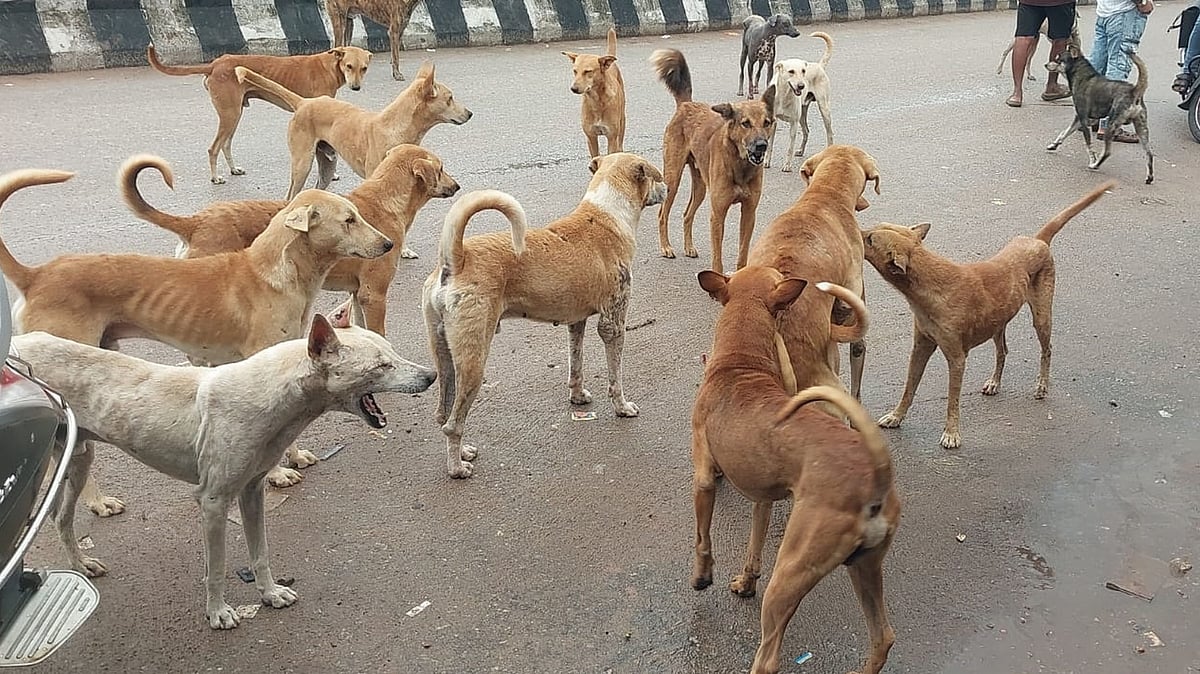 ಆಳ ಅಗಲ | ನಿರ್ಲಕ್ಷಿಸದಿರಿ ರೇಬಿಸ್: ನಾಯಿ ಕಡಿತದ ಬಗ್ಗೆ ಇರಲಿ ಎಚ್ಚರ