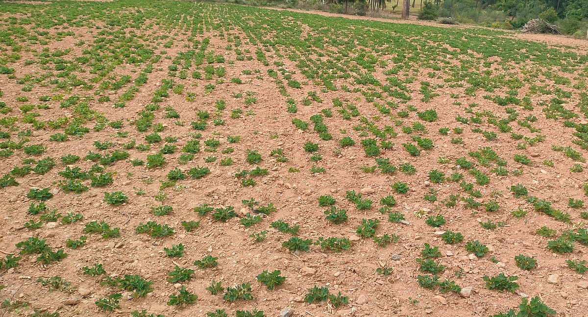 ಹುಳಿಯಾರು | ಮಳೆ ಕೊರತೆ: ಕಾಯಿ ಕಟ್ಟದ ಶೇಂಗಾ 