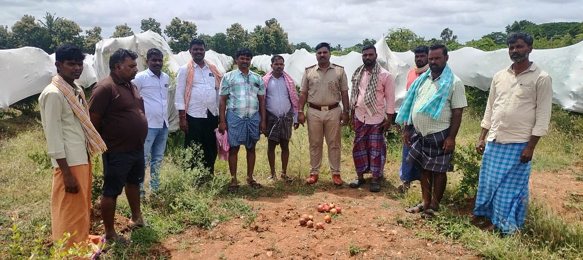 ಹಿರೇಮಲ್ಲನಹೊಳೆ: ತೋಟ್ಕಕೆ ನುಗ್ಗಿ ₹3 ಲಕ್ಷ ಮೌಲ್ಯದ ದಾಳಿಂಬೆ ಕಳವು