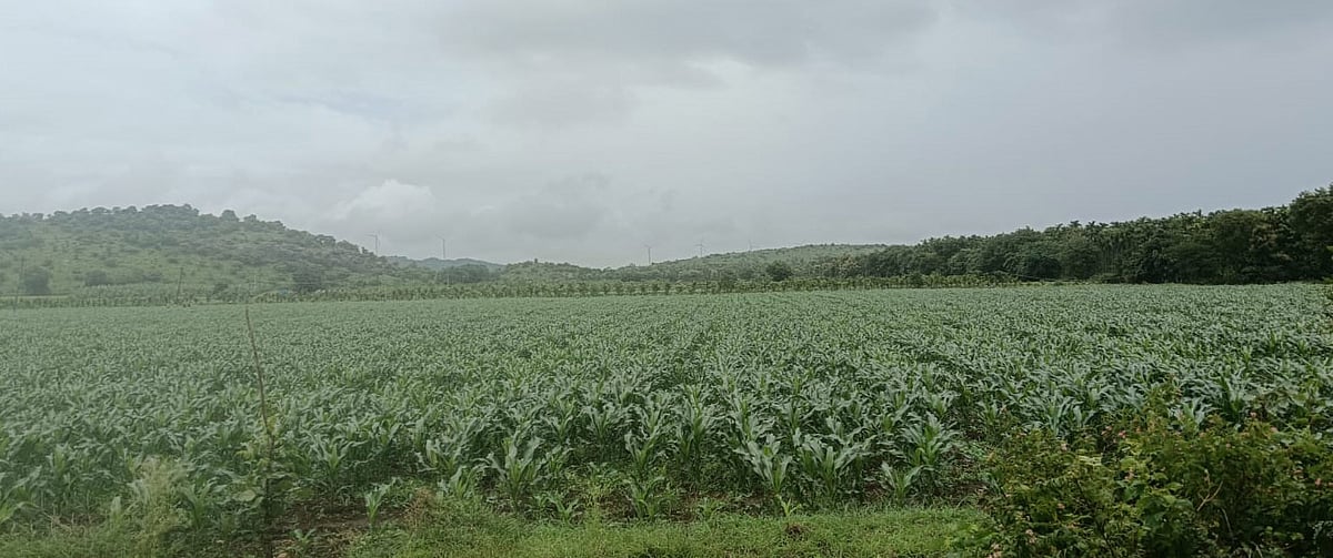 ಚಿಕ್ಕಜಾಜೂರು: ನಿಲ್ಲದ ಮಳೆಗೆ ಹಚ್ಚಹಸಿರಿಂದ ಕಂಗೊಳಿಸುತ್ತಿರುವ ಇಳೆ