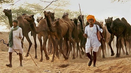 ಒಂಟೆಯ ಕಣ್ಣೀರ ಹನಿಗಿದೆ 26 ಹಾವುಗಳ ವಿಷಕ್ಕೆ ಪ್ರತಿಕಾಯ ಸೃಷ್ಟಿಸುವ ಶಕ್ತಿ: NRCC