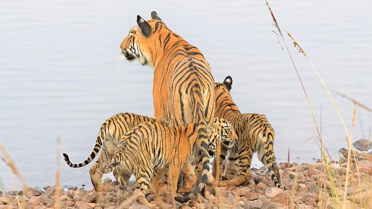 ಹುಲಿಗಳ ಸಾವಿನ ಸುತ್ತಮುತ್ತ.. ಕೃಪಾಕರ–ಸೇನಾನಿ ಅವರ ಲೇಖನ