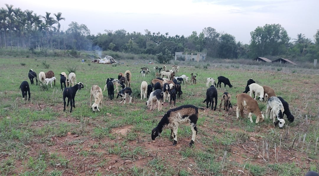ಗುಬ್ಬಿ: ಮೇವು ಅರಸಿ ಕುರಿಗಾಹಿಗಳ ವಲಸೆ 