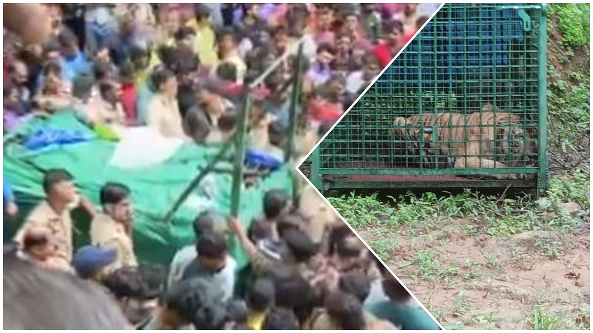 ಸತತ 53 ದಿನ ಕಾರ್ಯಾಚರಣೆ ನಡೆಸಿ ನರಭಕ್ಷಕ ಹುಲಿ ಸೆರೆ ಹಿಡಿದ ಕೇರಳ ಅರಣ್ಯ ಇಲಾಖೆ