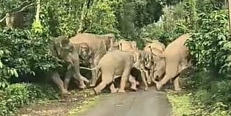 ಸಿದ್ದಾಪುರ: ಕೂದಲೆಳೆ ಅಂತರದಲ್ಲಿ ಪಾರಾದ ಕಾಡಾನೆ, ಅರಣ್ಯ ಇಲಾಖೆ ತಂಡ