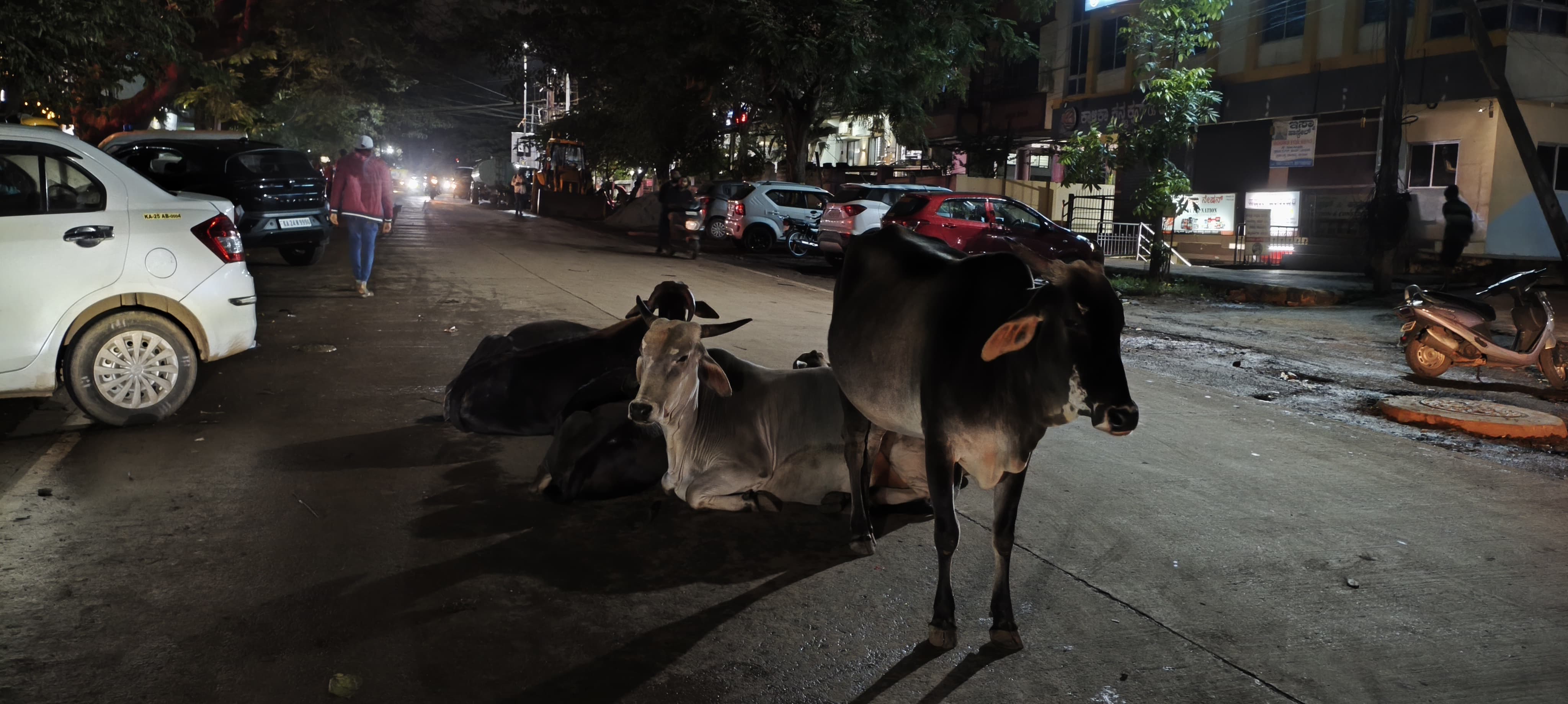 ಧಾರವಾಡದ ಮಾಳಮಡ್ಡಿ ರಸ್ತೆಯಲ್ಲಿ ಆಕಳುಗಳು ಮಲಗಿರುವುದು 