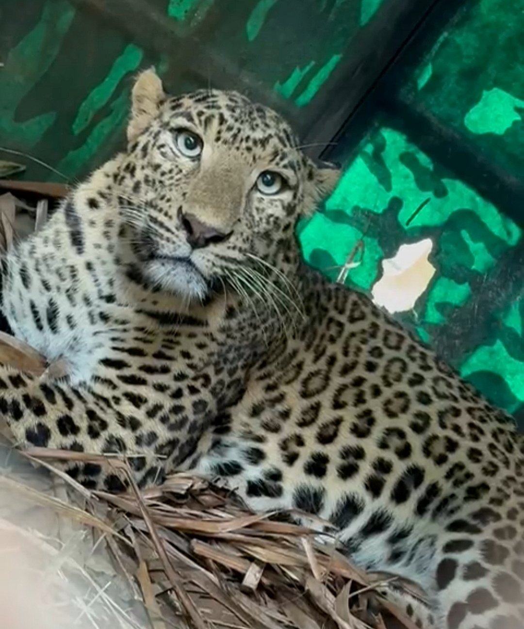 ಗುಬ್ಬಿ: ಕುರಿಗಾಹಿ ಮೇಲೆ ಚಿರತೆ ದಾಳಿ