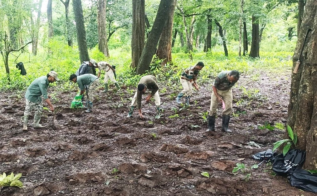 ನಾಗರಹೊಳೆ: ಬಿದಿರು ಬಿತ್ತನೆ ಚುರುಕು