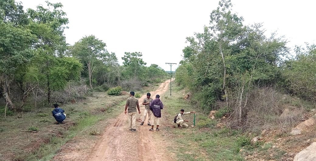 ನಾಗರಹೊಳೆ ಹುಲಿ ಯೋಜನೆಗೆ ಸಿಬ್ಬಂದಿ ಕೊರತೆ