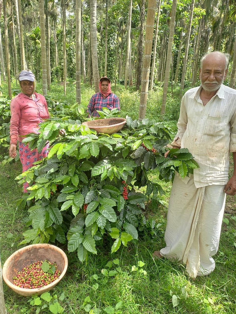 ಹುಣಸೂರು|20 ಎಕರೆಯಲ್ಲಿ ₹20 ಲಕ್ಷ ಆದಾಯ ಗಳಿಸುತ್ತಿರುವ ಪ್ರಗತಿಪರ ರೈತ ಮಲ್ಲರಾಜೇ 