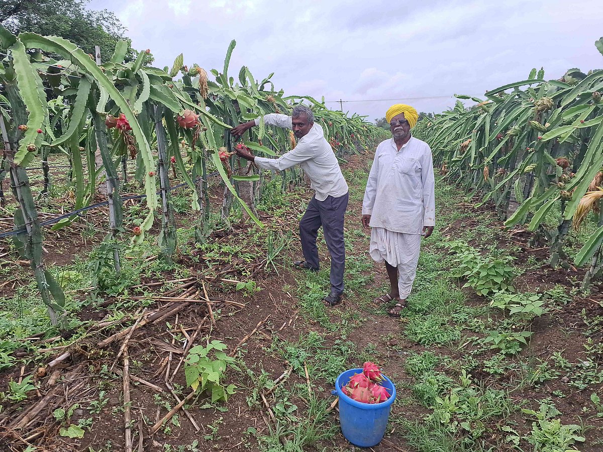 ವಿಜಯಪುರ: ಡ್ರ್ಯಾಗನ್ ಬೆಳೆದು ಮೊದಲ ವರ್ಷವೇ ಲಕ್ಷ ಆದಾಯ