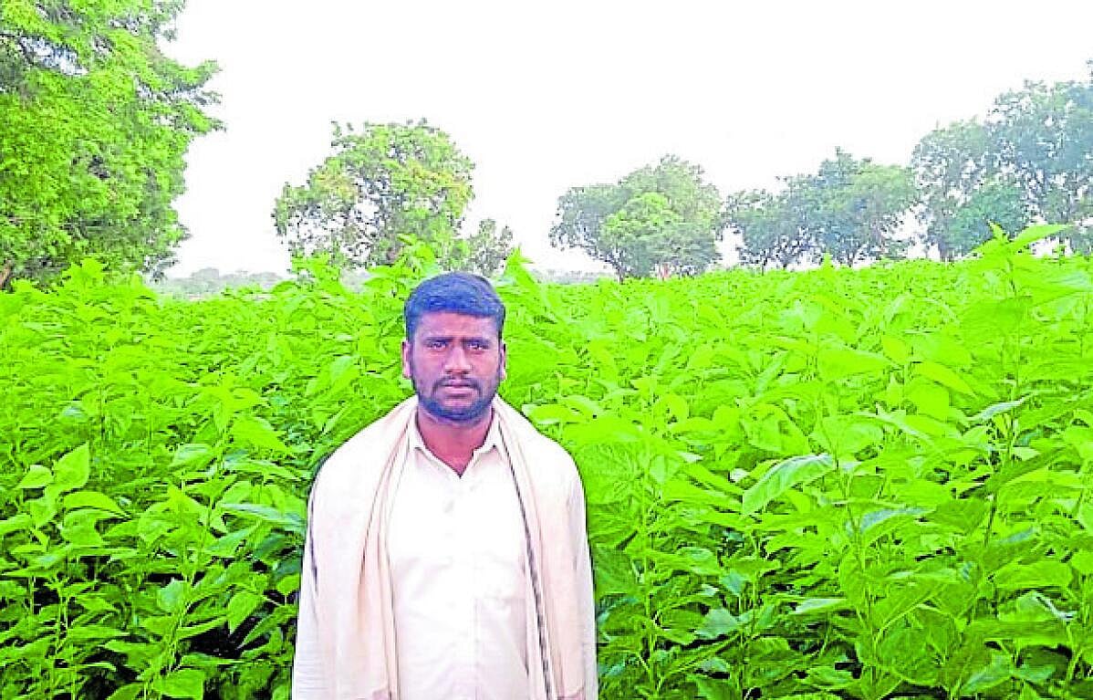 ಗಜೇಂದ್ರಗಡ: ಲಕ್ಷಾಂತರ ರೂಪಾಯಿ ಆದಾಯ ತಂದ ರೇಷ್ಮೆ ಕೃಷಿ