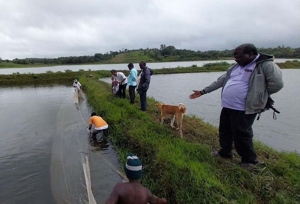 ಹುಬ್ಬಳ್ಳಿ | ಮುಂಗಾರು ಅಬ್ಬರ: ಮೀನು ಕೃಷಿ ಚೇತರಿಕೆ
