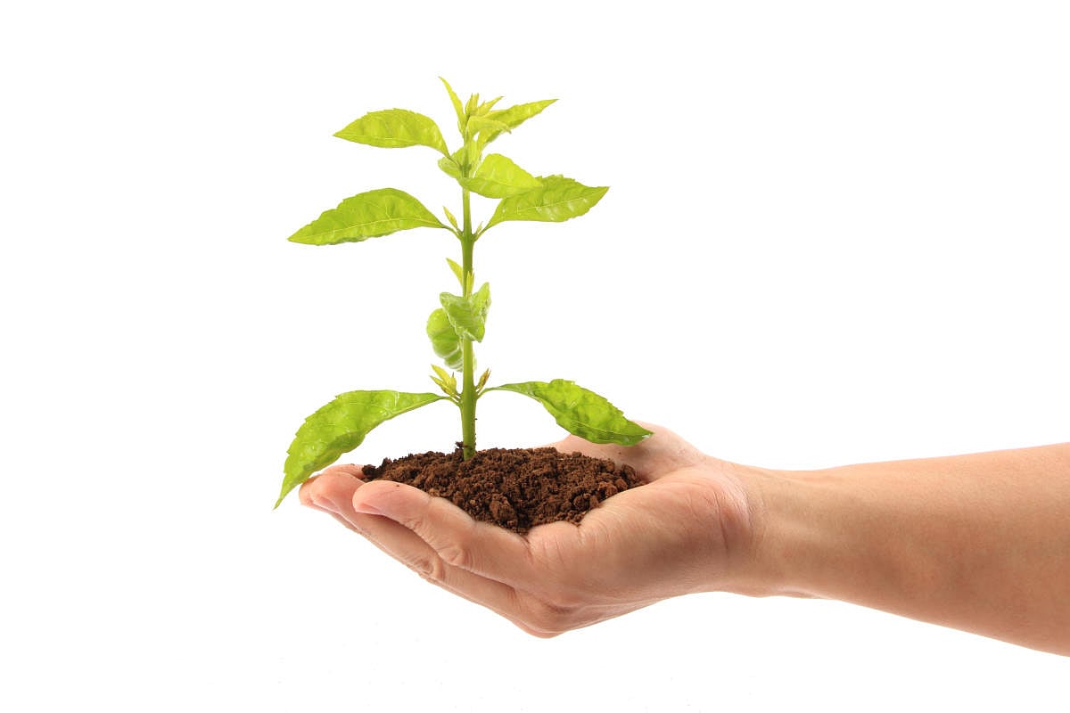 ಬೆಂಗಳೂರು: ಸಸ್ಯ ಸಂತೆ ಇಂದಿನಿಂದ