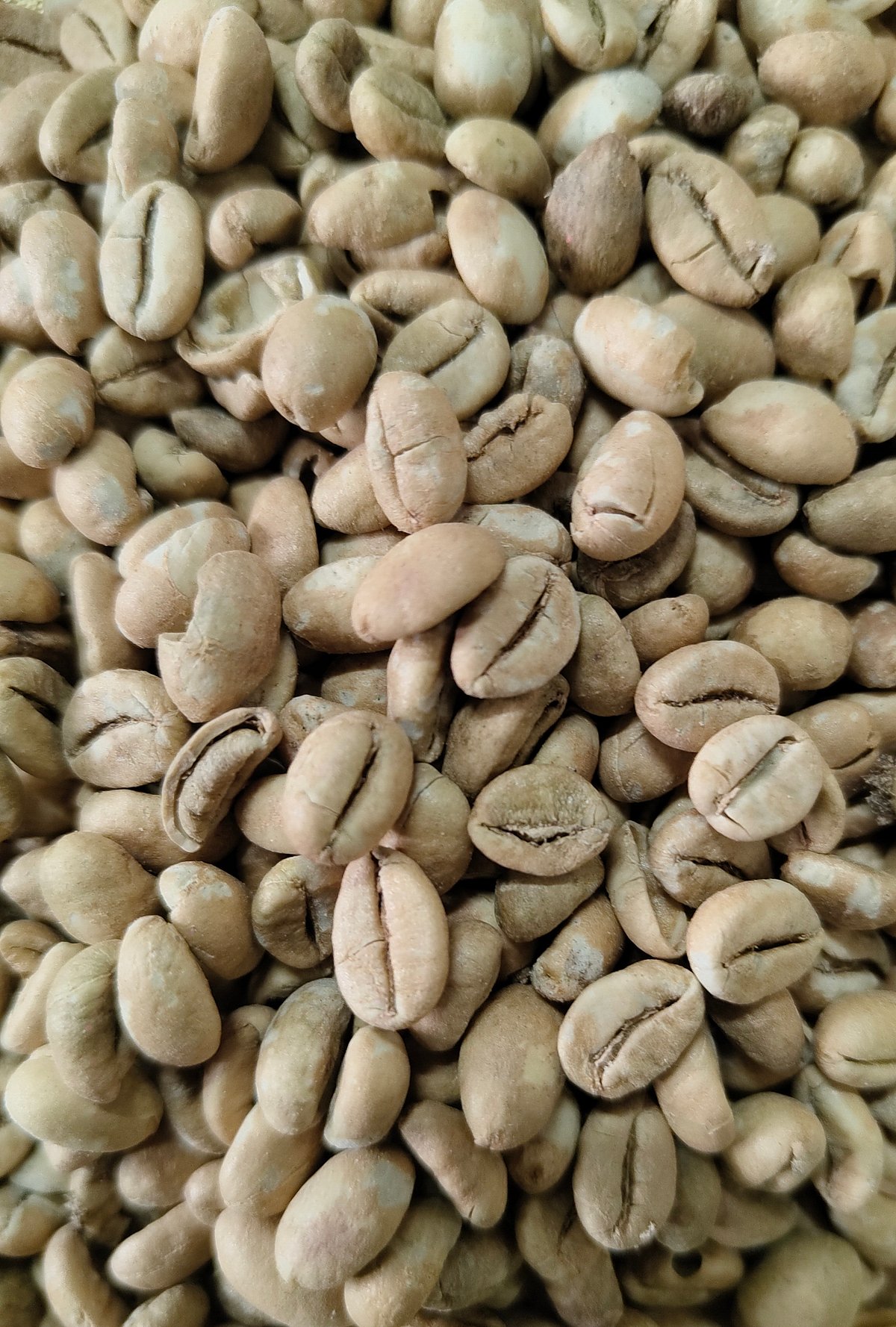 ಬ್ರೆಜಿಲ್‌ನಲ್ಲಿ ಕೊಯ್ಲು: ಕುಸಿದ ಕಾಫಿ ಧಾರಣೆ