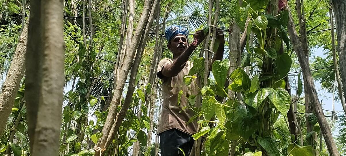 ಬಂಗಾರಪೇಟೆ | ವೀಳ್ಯದೆಲೆ ದರ ಕುಸಿತ: ರೈತರು ಕಂಗಾಲು