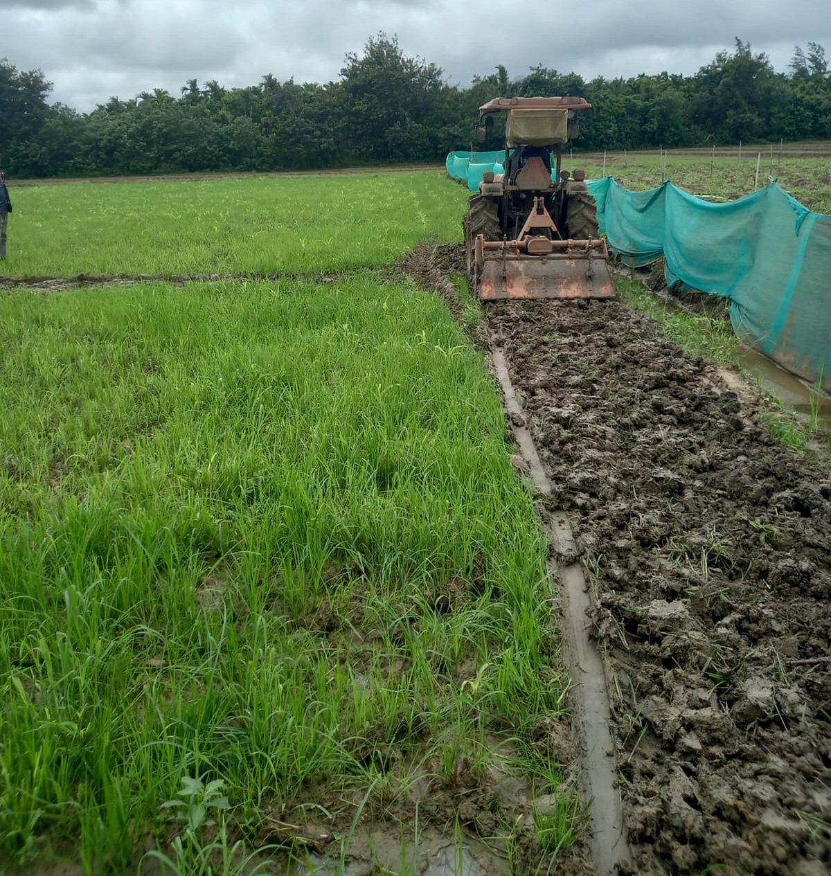 ಉತ್ತರ ಕನ್ನಡ | ನೆಲ ಬಿಟ್ಟು ಏಳದ ಗೋವಿನಜೋಳ