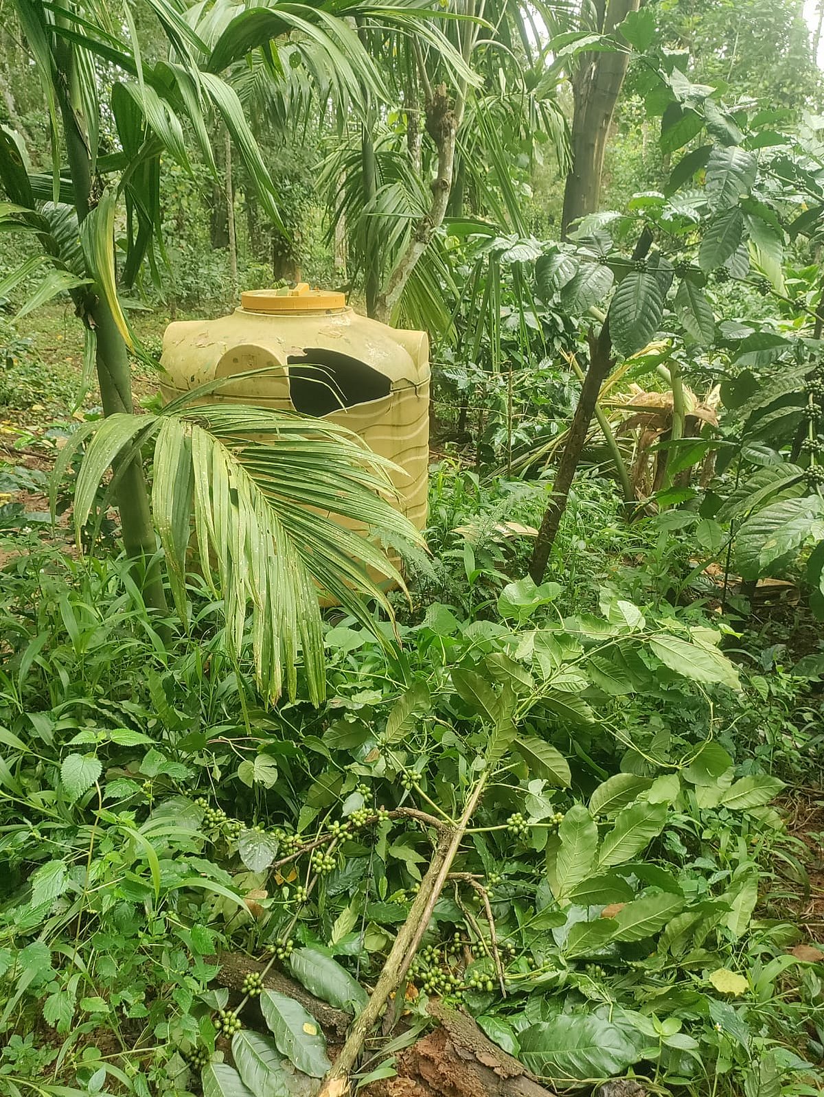 ಸುಂಟಿಕೊಪ್ಪ: ಹೆಚ್ಚಿದ ಕಾಡಾನೆ ಉಪಟಳ