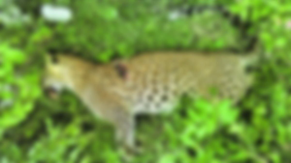 ಹುಲಿಗಳ ಹತ್ಯೆಗೆ ‘ಕಾರ್ಬೋಫ್ಯುರಾನ್’ ವಿಷ ಬಳಕೆ: ತನಿಖಾ ಸಮಿತಿ ಸದಸ್ಯ