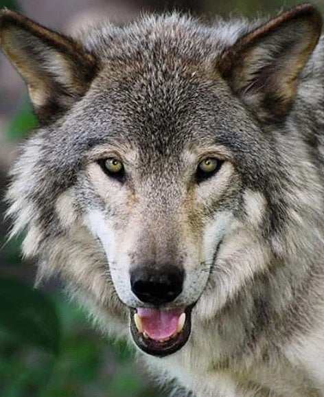 ಕಂಪ್ಲಿ ಬಳಿ ತೋಳ ದಾಳಿ: 10 ಕುರಿ, 3 ಟಗರು ಬಲಿ