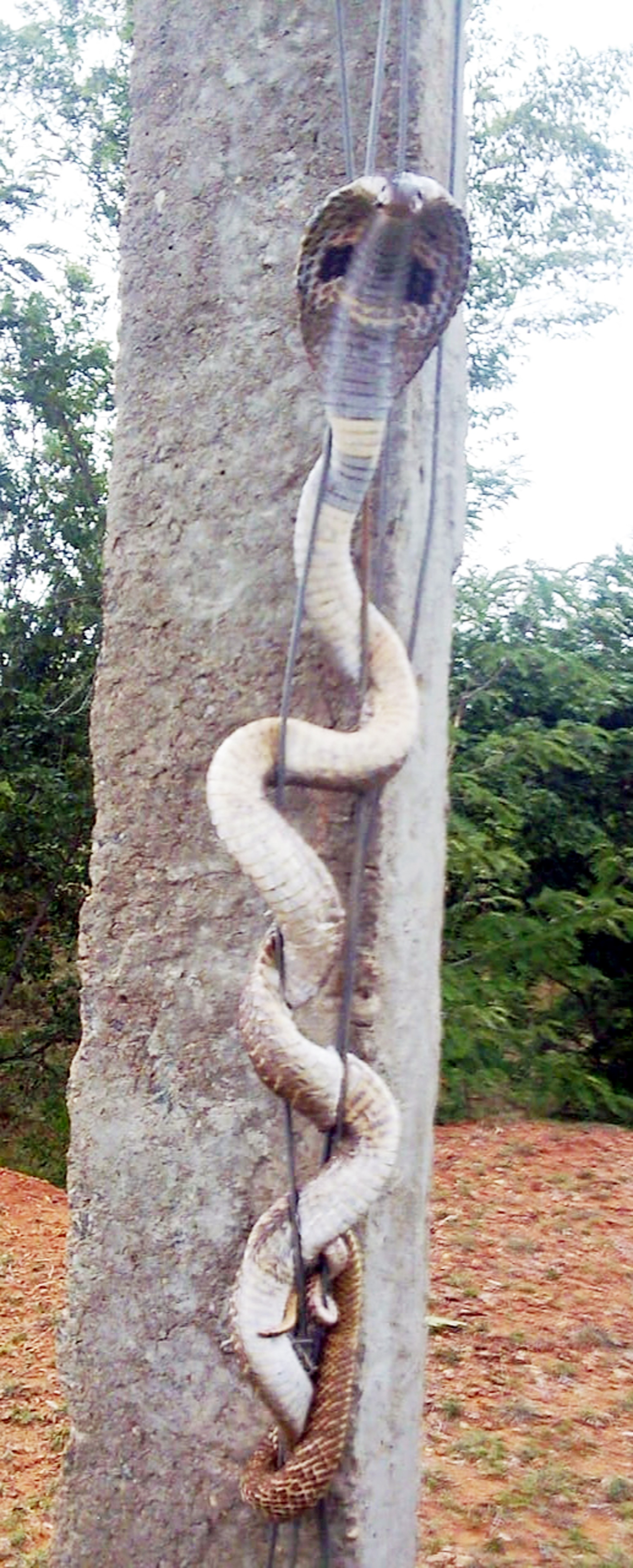 ವಿದ್ಯುತ್ ಕಂಬವೇರಿ ತಂತಿಗೆ ಸಿಲುಕಿರುವ ನಾಗರಹಾವು 