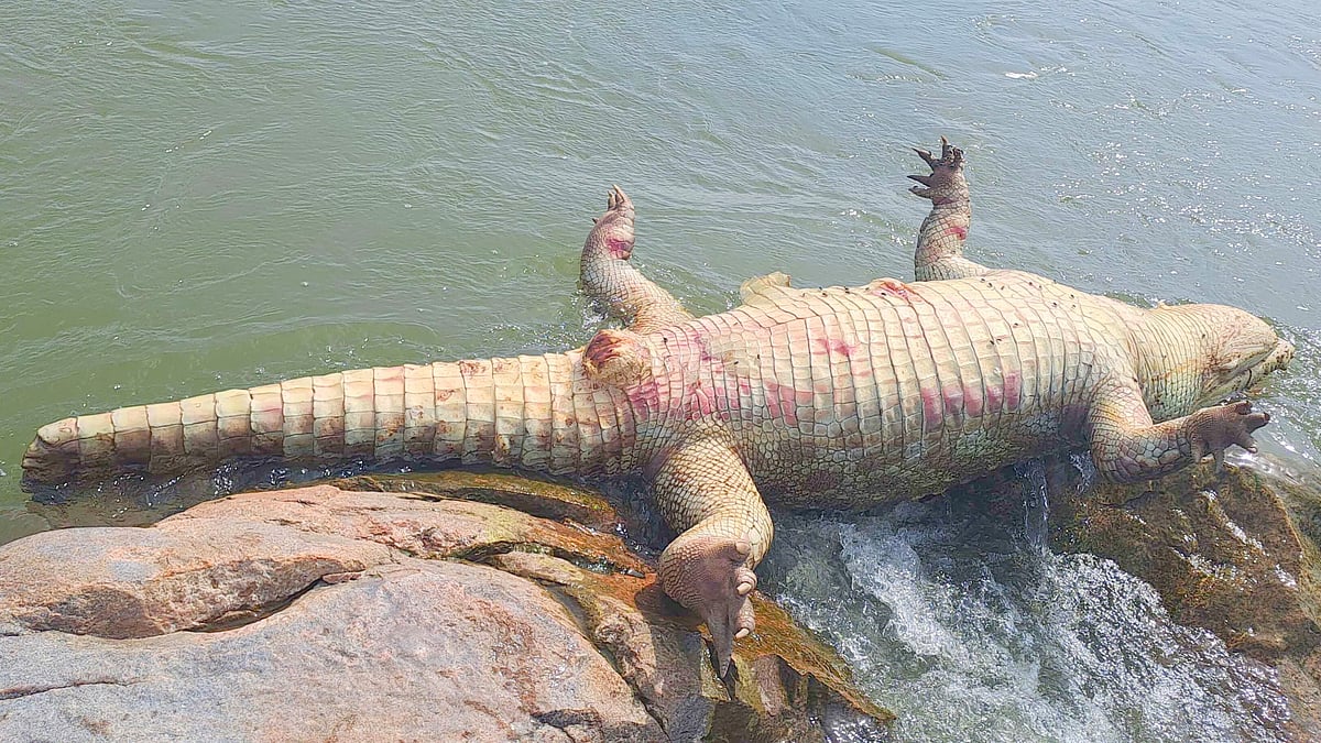 ಕಂಪ್ಲಿ: ಕೋಟೆ ಬಳಿಯ ಬಂಡೆಗಲ್ಲಿನ ಮೇಲೆ ಮೊಸಳೆ ಕಳೇಬರ ಪತ್ತೆ