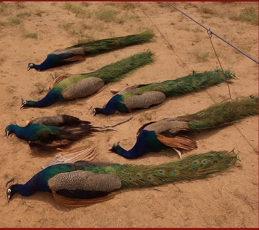 ಮಧ್ಯಪ್ರದೇಶ: ಹೈ–ಟೆನ್ಷನ್ ವಿದ್ಯುತ್ ತಂತಿ ಸ್ಪರ್ಶಿಸಿ 6 ನವಿಲುಗಳ ಸಾವು

