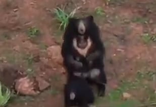 Video | ರಾಮನಗರ: ಮರಿಯೊಂದಿಗೆ ಕರಡಿ‌ ಆಟ ಡ್ರೋನ್‌ನಲ್ಲಿ ಸೆರೆ