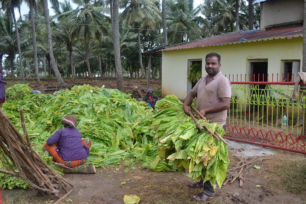 ಹುಣಸೂರು: ತಂಬಾಕು ಹದಗೊಳಿಸುವಿಕೆ ಆರಂಭ