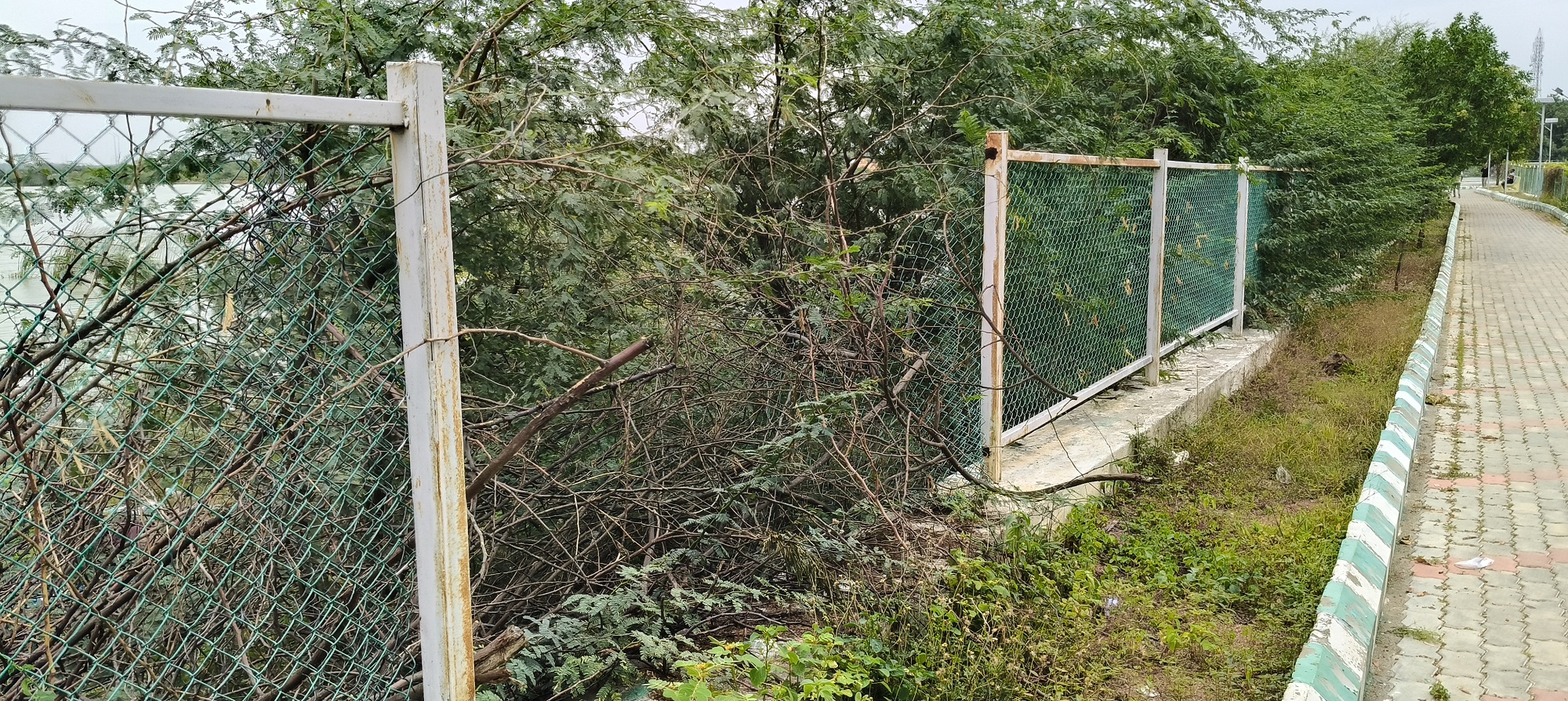 ಉದ್ಯಾನದಲ್ಲಿ ತಂತಿಬೇಲಿ ಕಿತ್ತಿರುವುದು