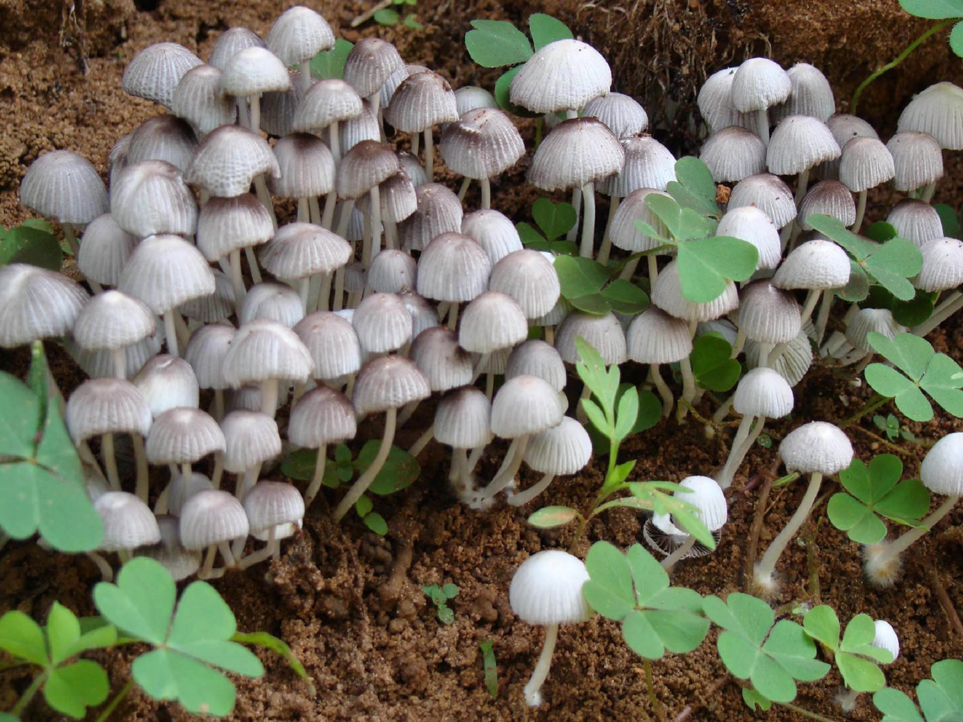 ನಾಪೋಕ್ಲು ವ್ಯಾಪ್ತಿಯಲ್ಲಿ ಈಚೆಗೆ ಕಂಡು ಬಂದ ಅಣಬೆಗಳು