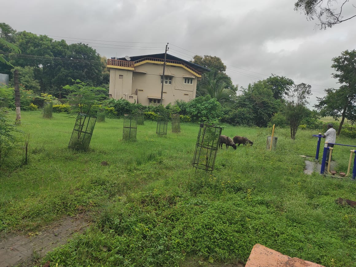 ಹಿರೇಕೆರೂರಿನ ಜೆ.ಬಿ.ಶಂಕರರಾವ್ ವೃತ್ತದಲ್ಲಿರುವ ಉದ್ಯಾನದಲ್ಲಿ ಕುರಿ ಮೇಯಿಸುತ್ತಿರುವುದು