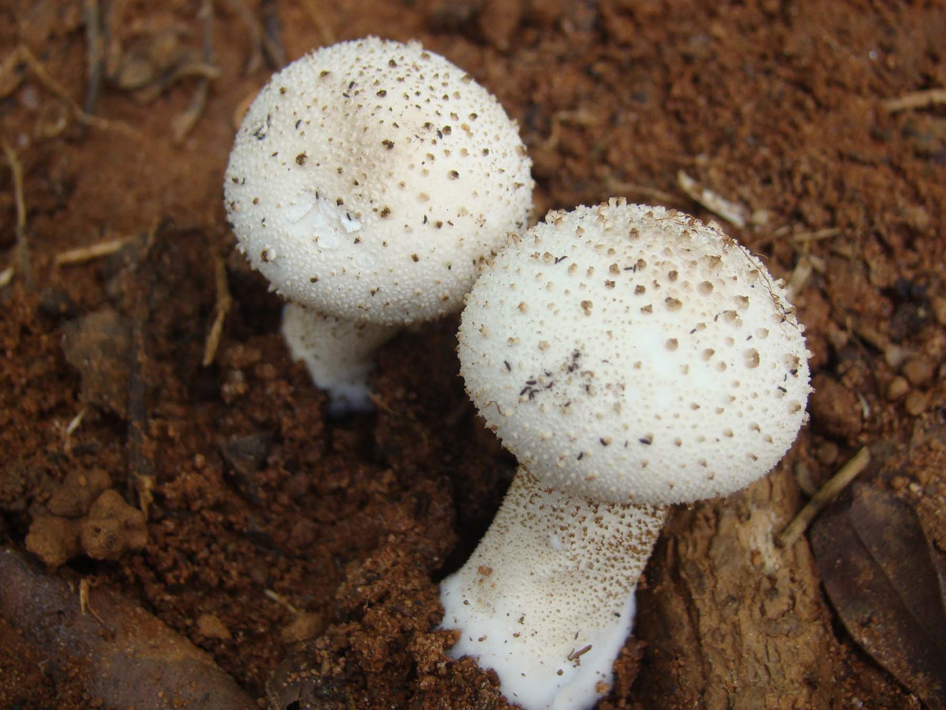ನಾಪೋಕ್ಲು ಸಮೀಪ ಈಚೆಗೆ ಪುಟಿದೆದ್ದ ಅಣಬೆ