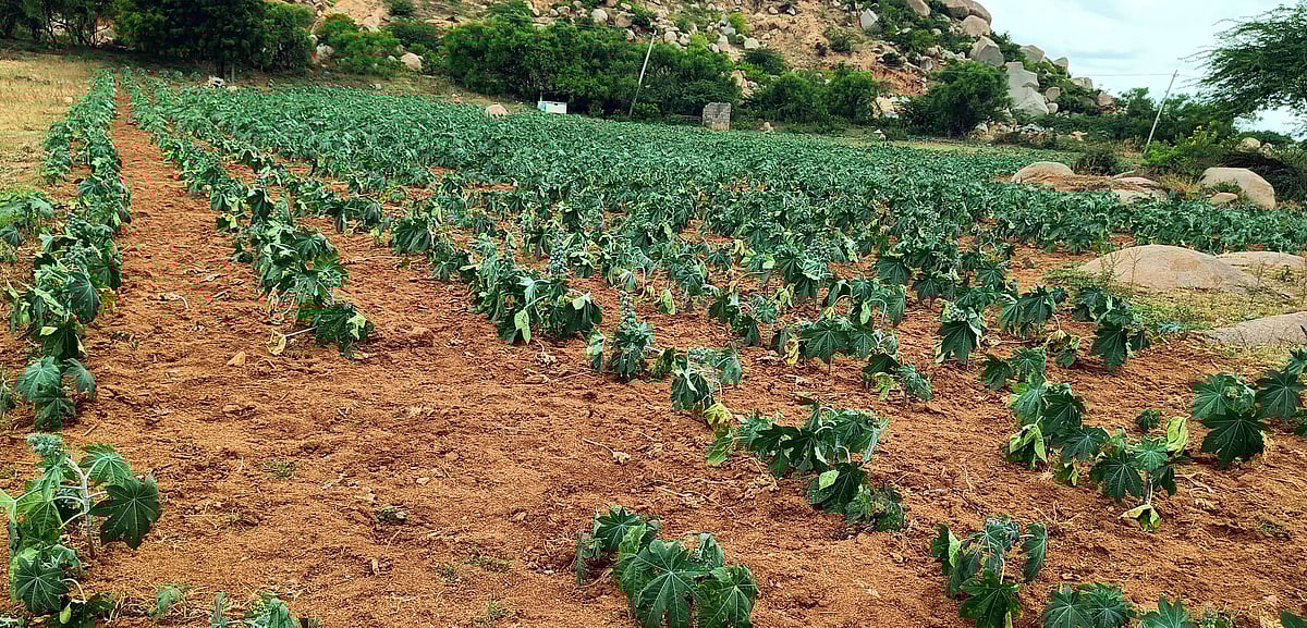 ಕುರುಗೋಡು | ಮಳೆ ಕೊರತೆ: ಬಾಡಿದ ಬೆಳೆ