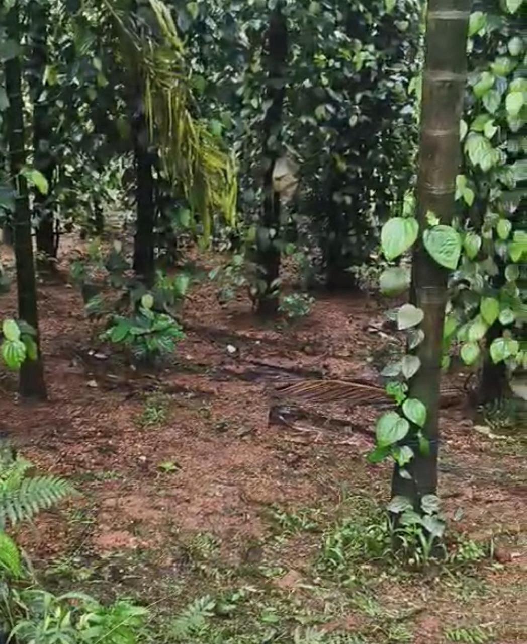 ದಾವಣಗೆರೆ: ಸಾಂಬಾರು ಬೆಳೆಗಳಿಗೆ ರೈತರ ನಿರಾಸಕ್ತಿ