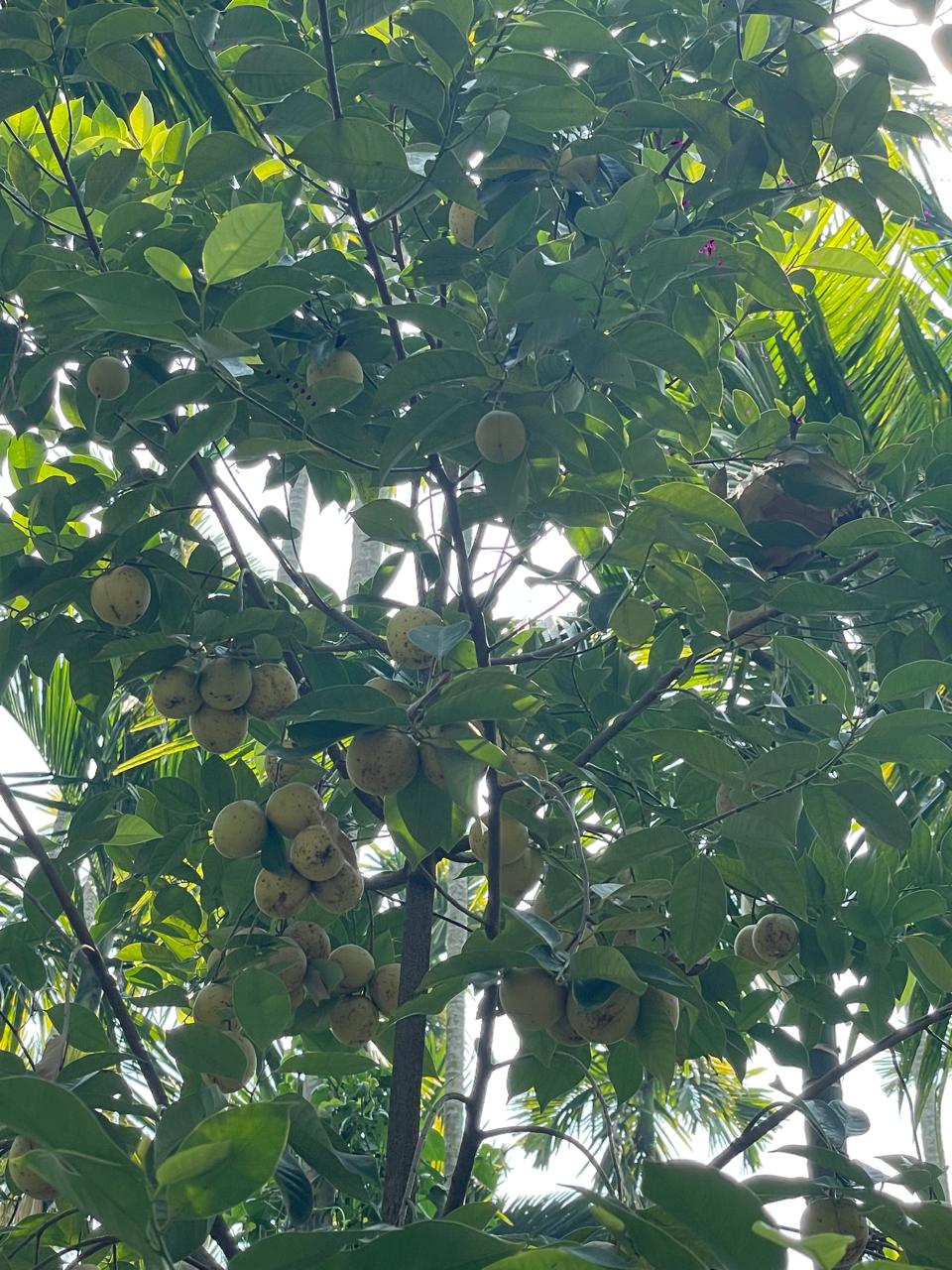ಜಾಯಿಕಾಯಿ
