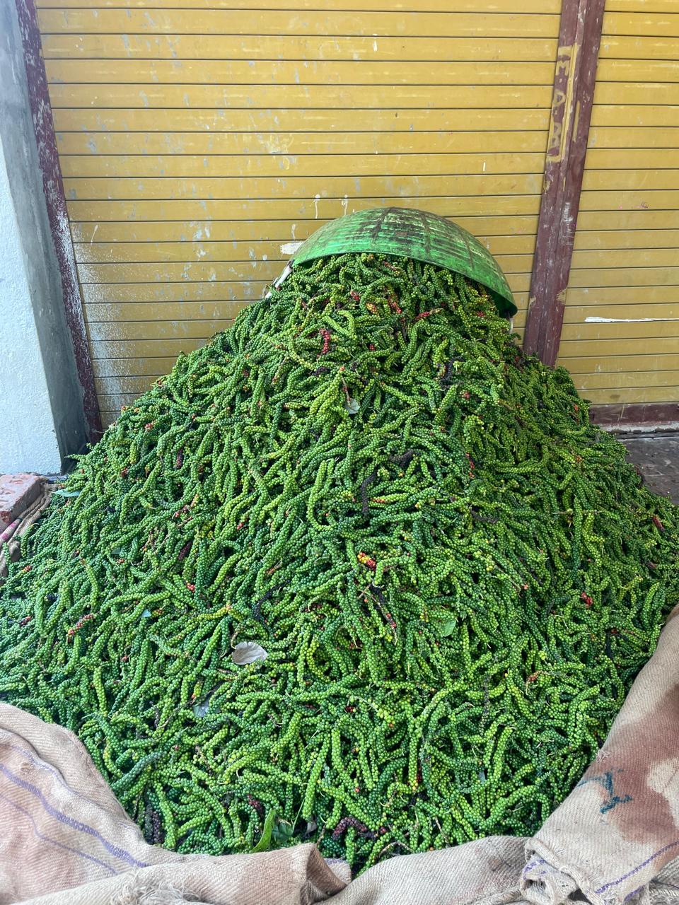 ಕಾಳುಮೆಣಸು