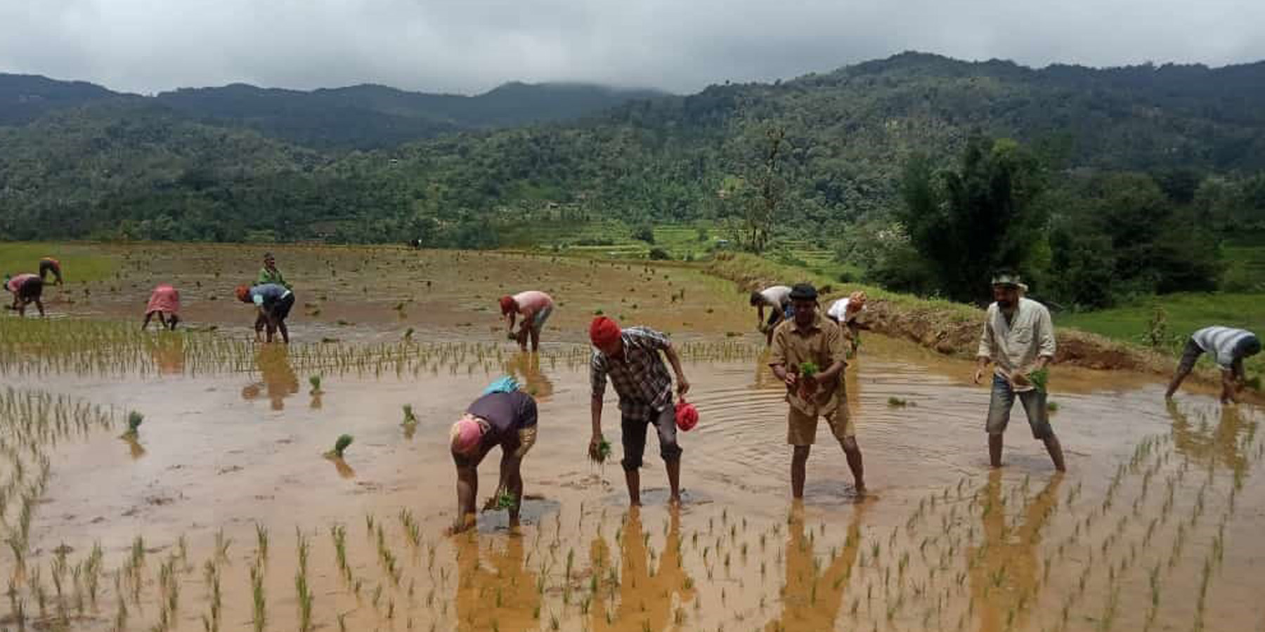 ನಾಪೋಕ್ಲು ಸಮೀಪದ ಪುಲಿಕೋಟು ಗ್ರಾಮದಲ್ಲಿ ಭತ್ತದ ನಾಟಿ ಕೆಲಸ ಬಿರುಸಿನಿಂದ ಸಾಗಿತು